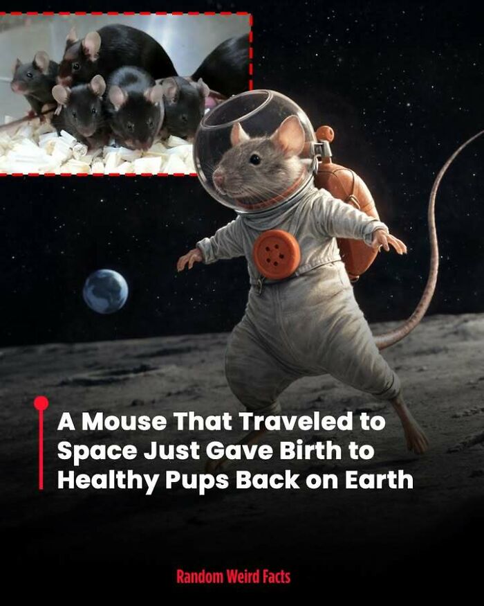 Mouse dressed as astronaut on moon with inset of healthy pups, illustrating unusual facts that linger in your head for days.