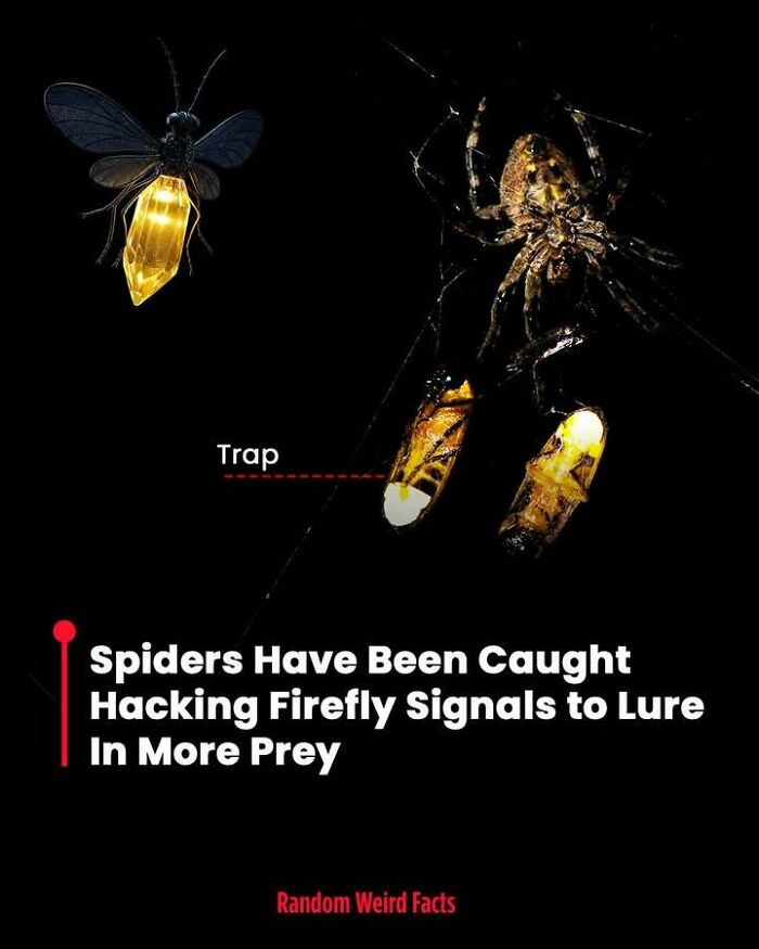 Spider using hacked firefly light signals as a trap to lure prey, showcasing unusual facts that linger in your head.