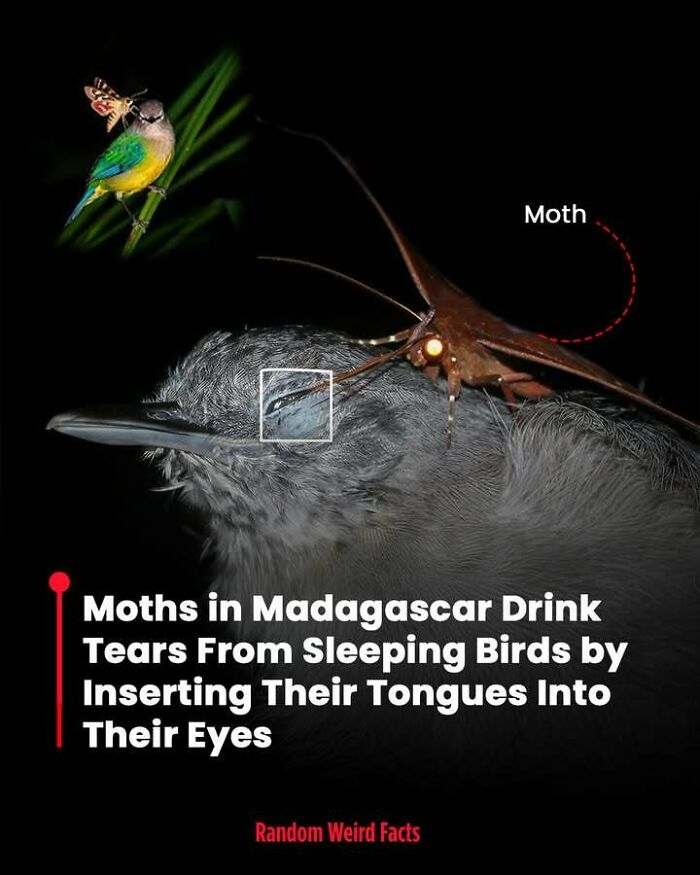 Moth drinking tears from a sleeping bird’s eye in Madagascar, an unusual fact that lingers in your head for days.