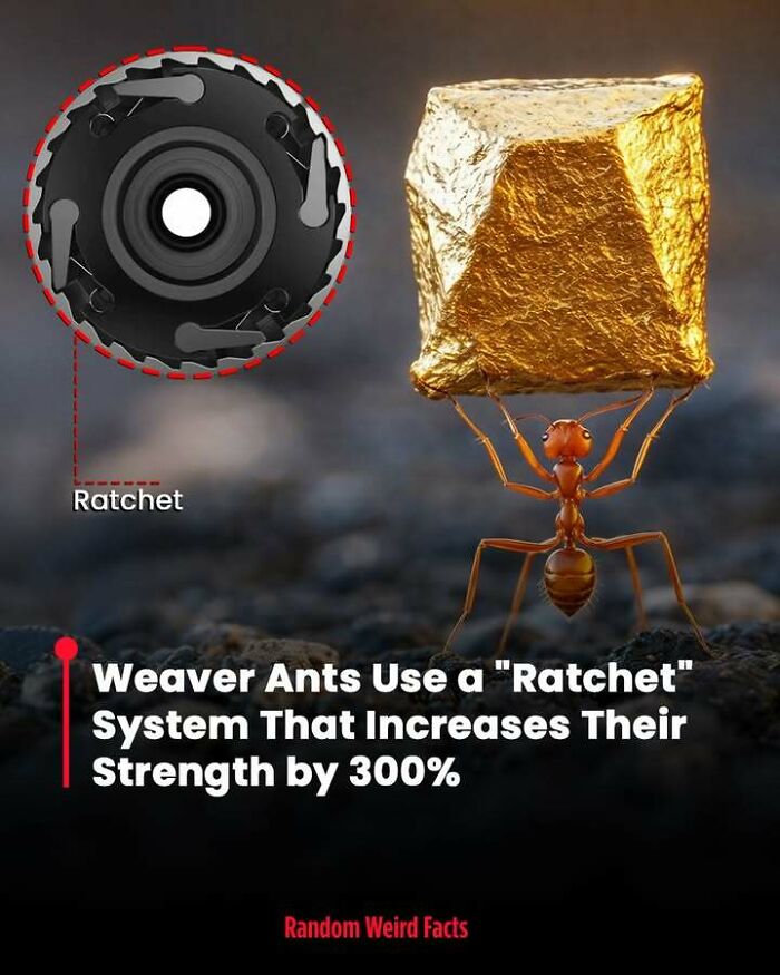 Ant carrying gold cube showing how weaver ants use a ratchet system to boost strength in interesting facts.