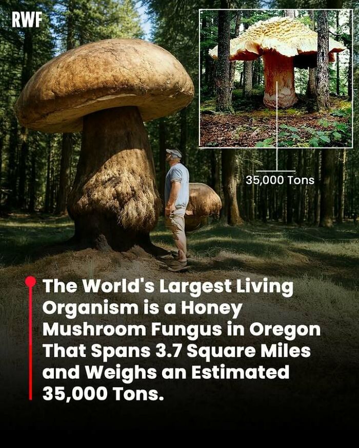 Massive honey mushroom fungus in Oregon, the world's largest living organism weighing an estimated 35,000 tons in a forest setting.