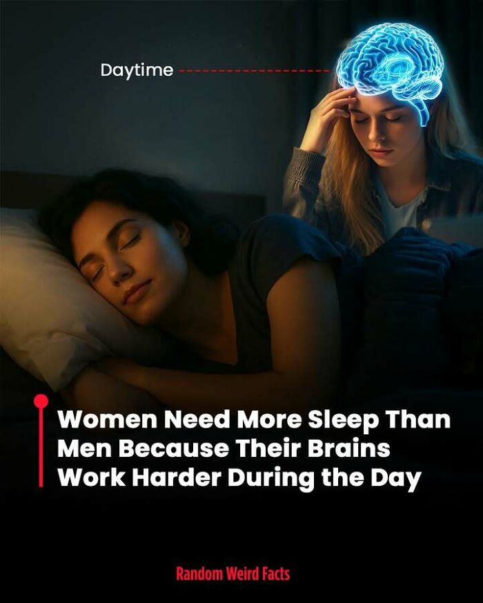Women sleeping while a highlighted brain shows why their brains work harder during the day, sleep and brain facts concept.