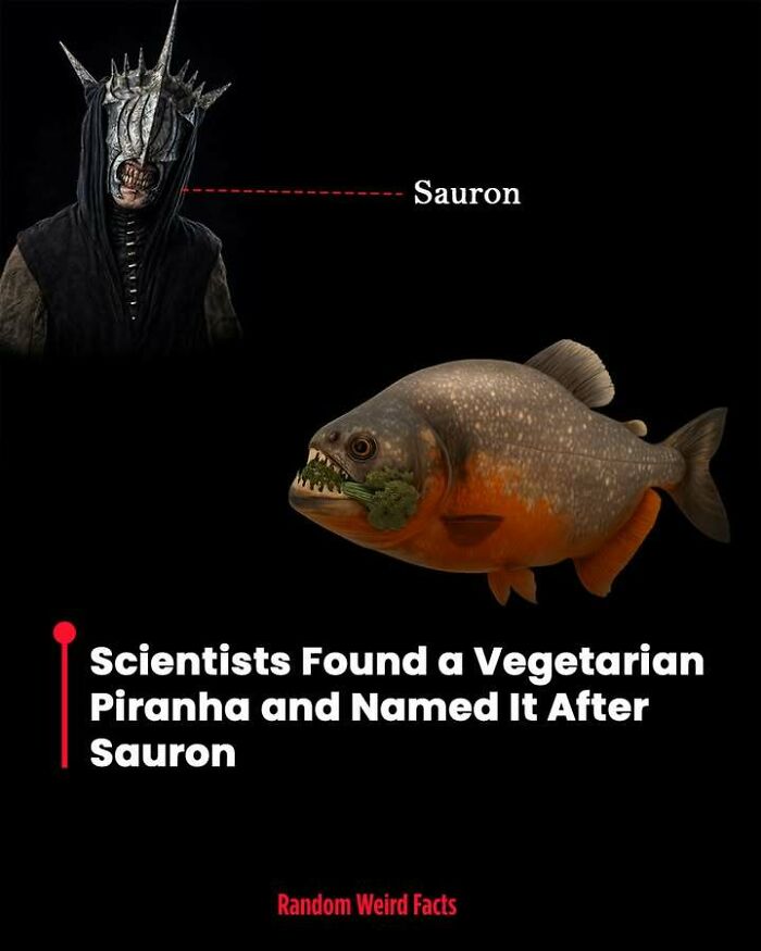 Vegetarian piranha named after Sauron shown with sharp teeth holding plant in its mouth for facts that linger.