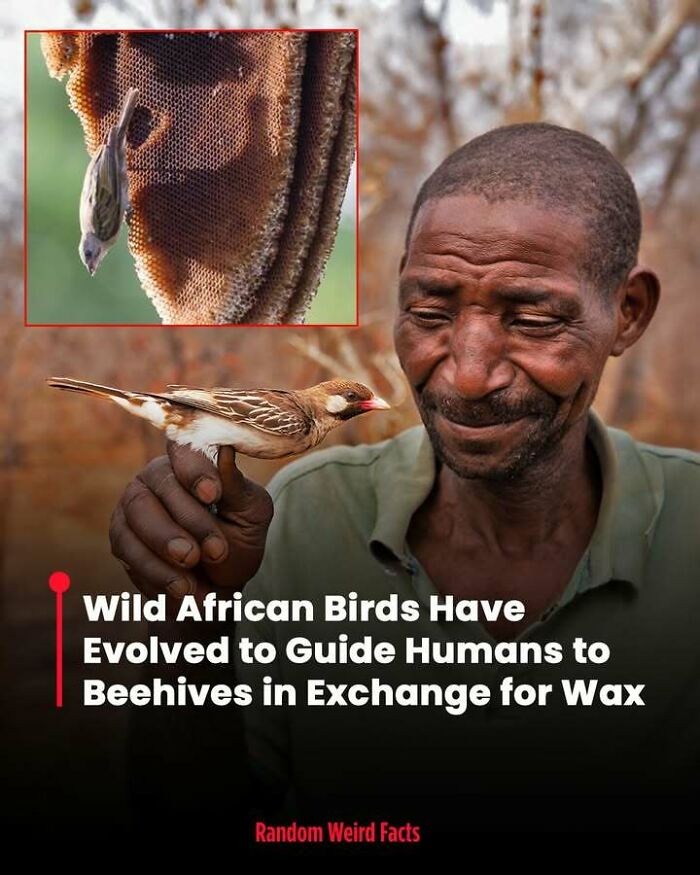 Man holding a wild African bird that guides humans to beehives in exchange for wax, illustrating intriguing nature facts.