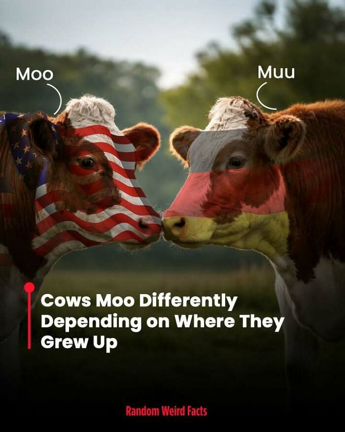 Two cows with American and French flags on their faces showing how cow sounds differ by region, random facts.