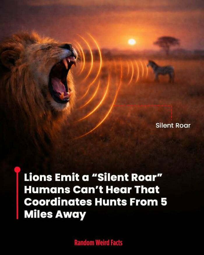 Lion emitting a silent roar inaudible to humans, used for coordinating hunts up to 5 miles away, intriguing facts to remember.