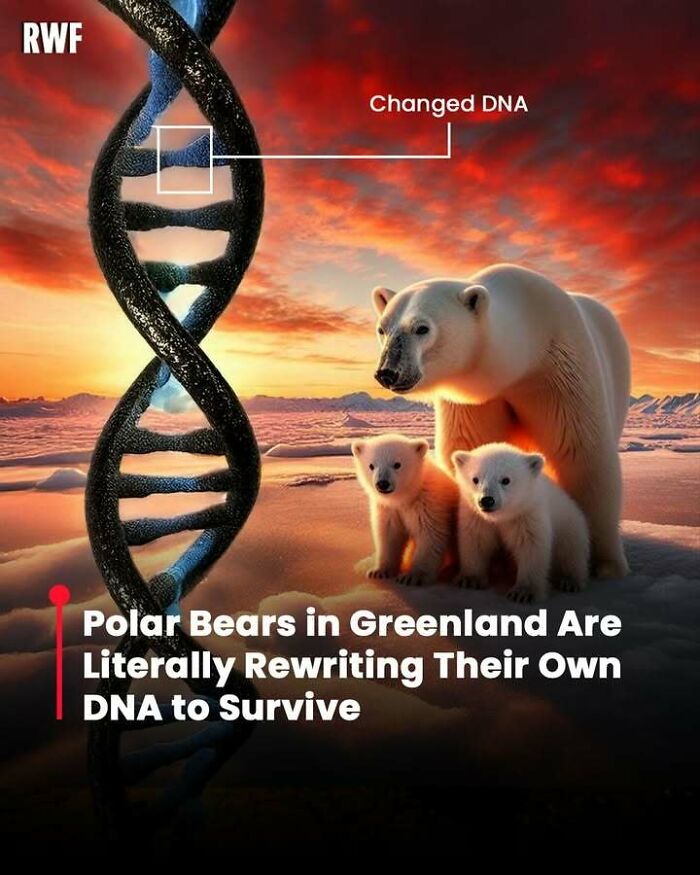 Polar bears in Greenland with cubs beside a DNA strand illustrating genetic changes to survive harsh conditions.