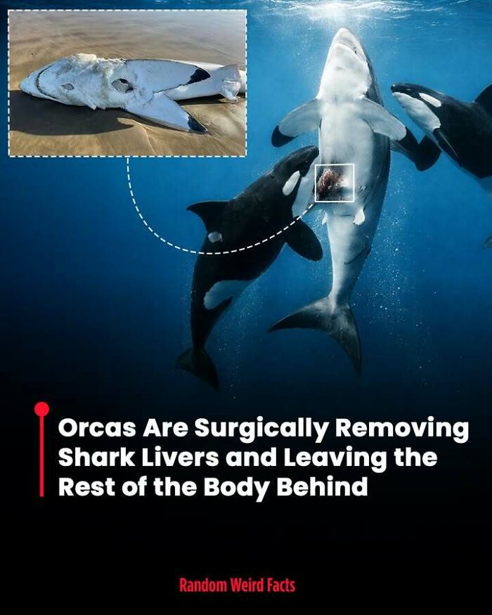Orcas surgically removing shark livers shown underwater with a close-up of a shark liver on the beach.