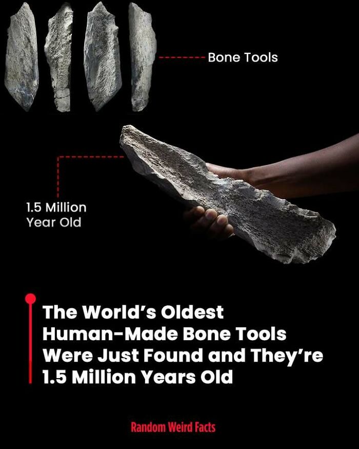Ancient human-made bone tools dating back 1.5 million years showcased as intriguing facts that linger in your head.