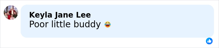 Facebook comment saying Poor little buddy with a laughing emoji in response to Madonna Dolce & Gabbana ad controversy.