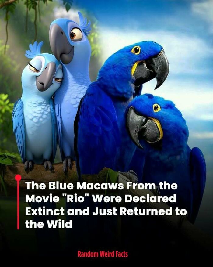 Blue macaws from the movie Rio were declared extinct and have just returned to the wild, interesting facts to remember.