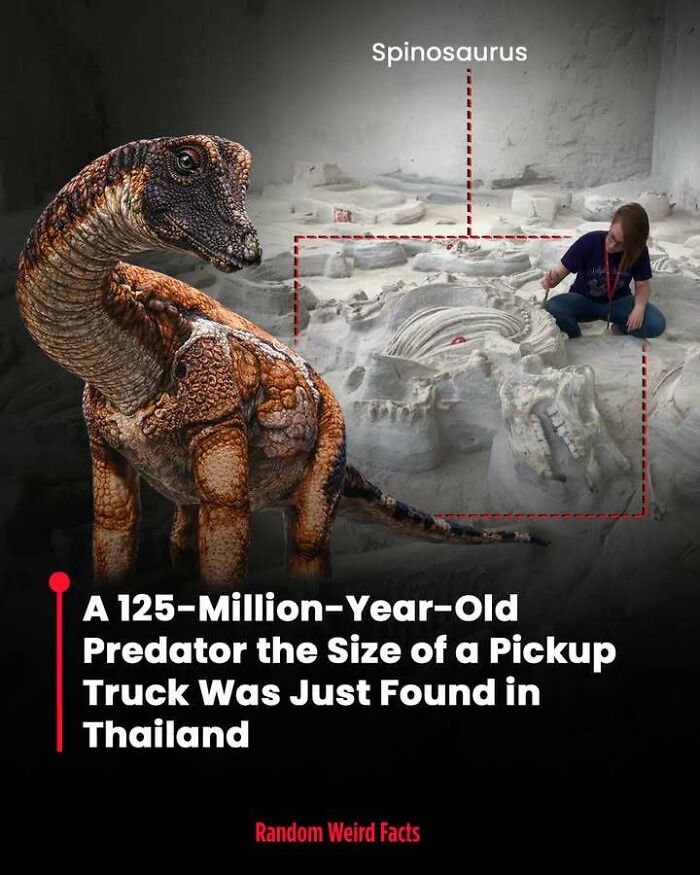 Spinosaurus fossil excavation in Thailand revealing a massive prehistoric predator fact that lingers in your head for days.