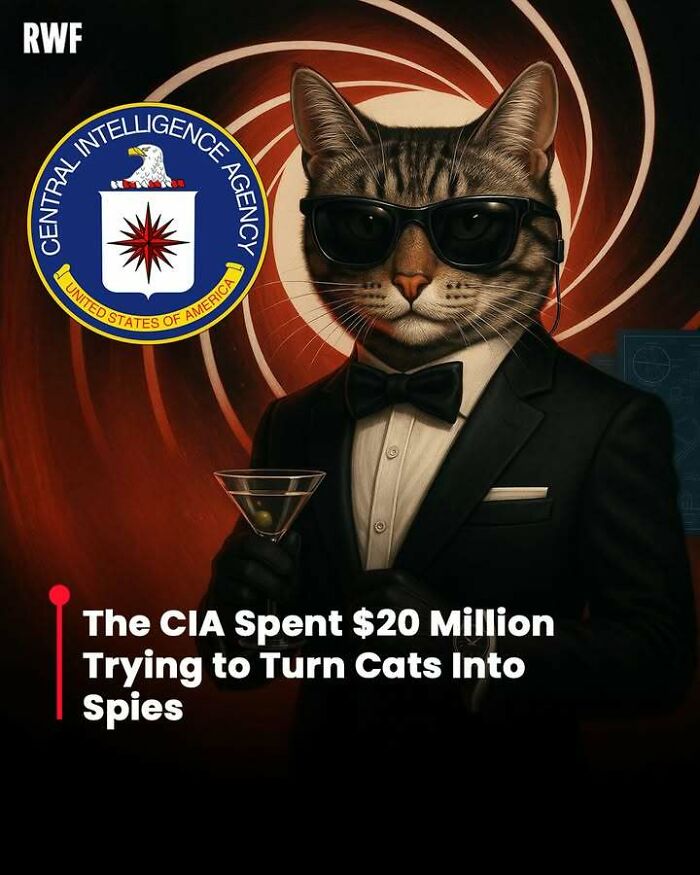 Cat dressed as a spy holding a martini with CIA emblem, representing intriguing facts that linger in your head for days.