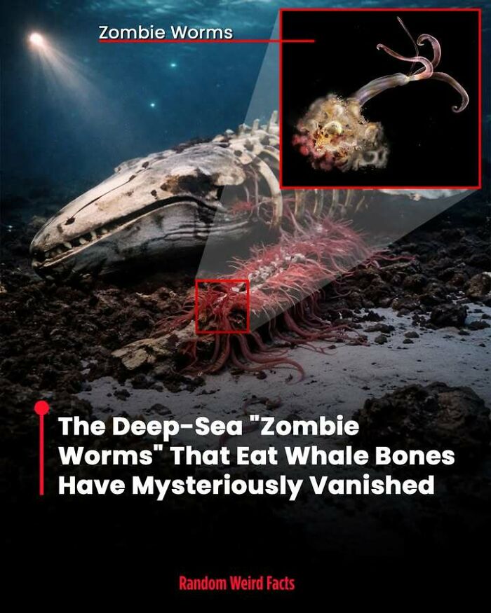 Deep-sea zombie worms consuming whale bones underwater, a mysterious fact that lingers in your head for days.