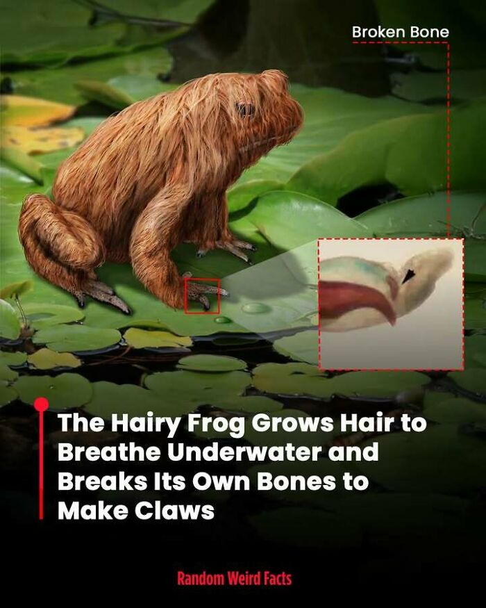 Hairy frog with unique underwater breathing hair and self-breaking bones forming claws, a quirky fact that lingers in your head.