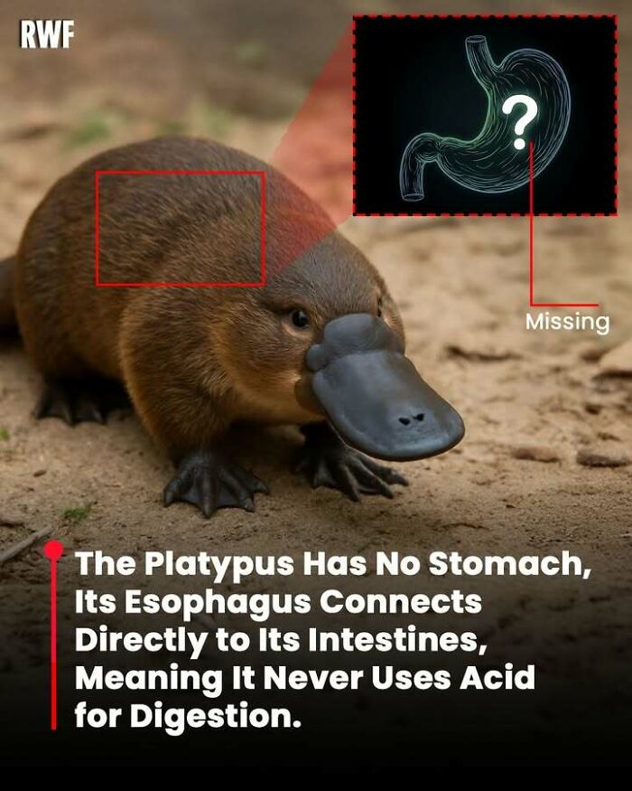 A close-up of a platypus with a fact about its unique digestive system lacking a stomach and using no acid.