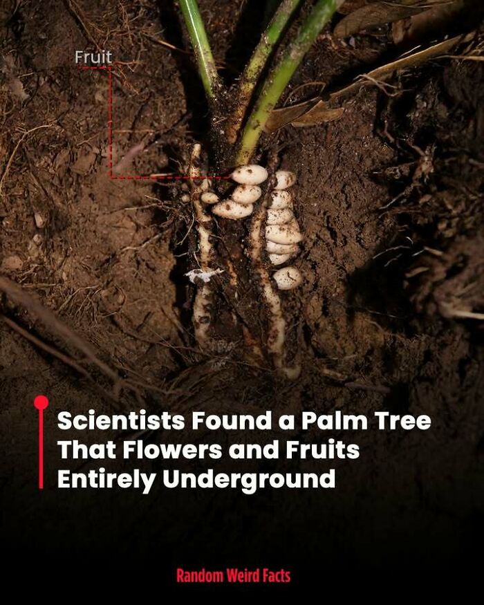 Palm tree with underground flowers and fruit growing beneath the soil, a surprising fact that lingers in your head.