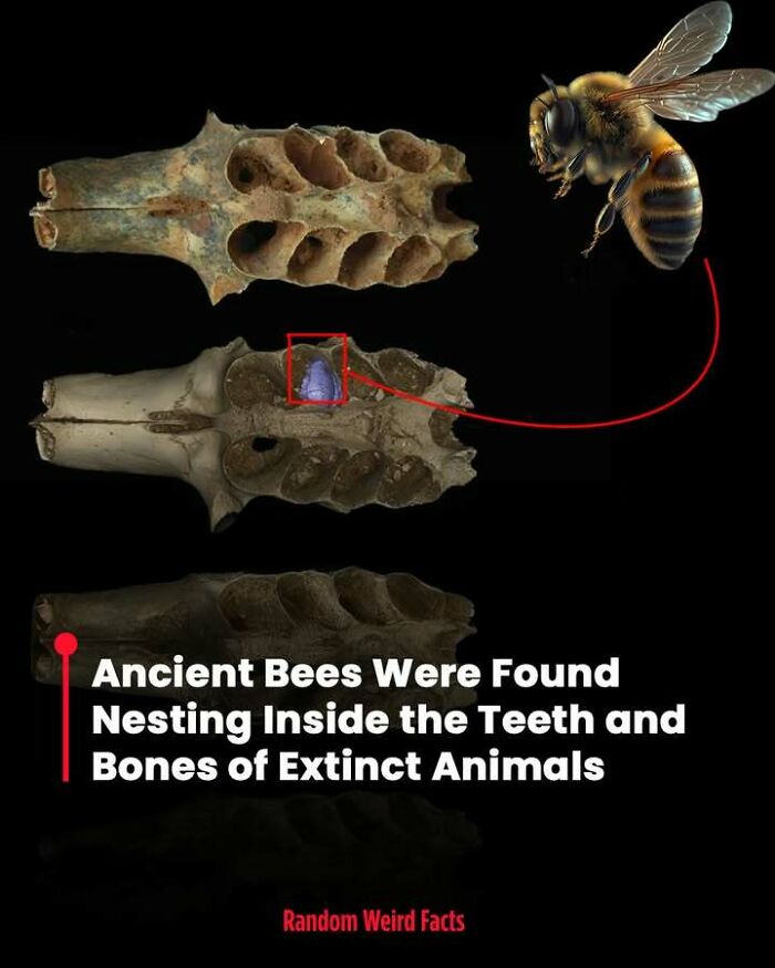 Ancient bees nesting inside the teeth and bones of extinct animals, a fascinating fact that lingers in your head.
