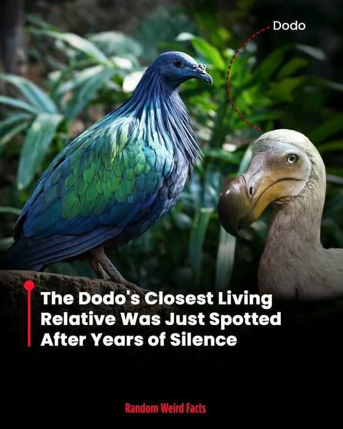Colorful bird representing the dodo's closest living relative spotted in nature, illustrating lingering facts about extinct species.