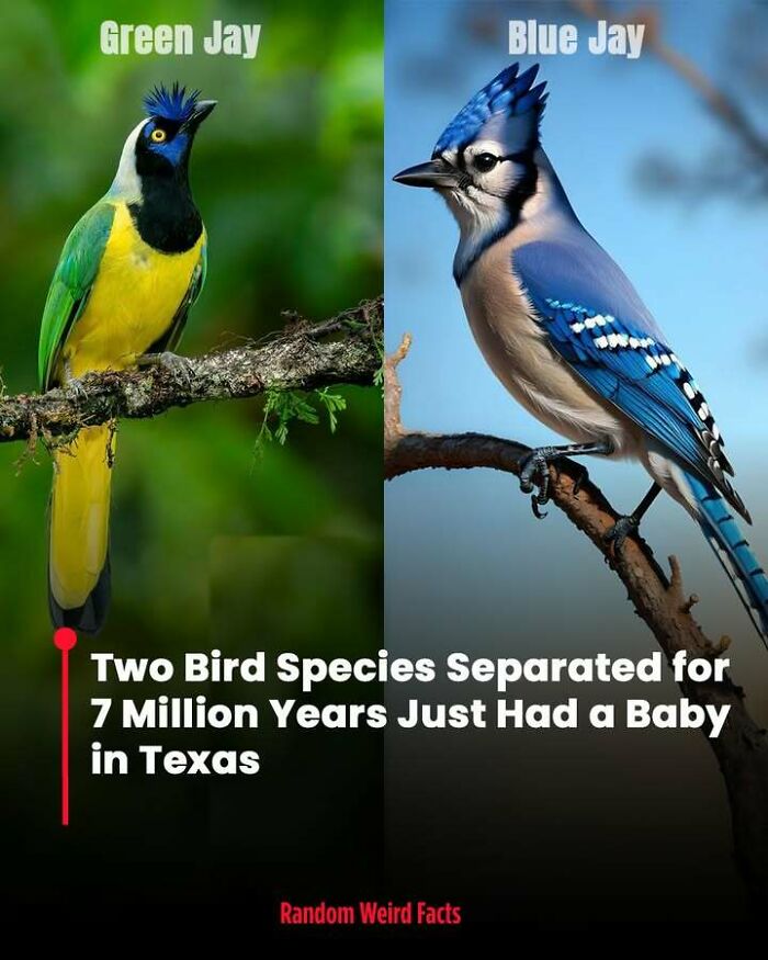 Green Jay and Blue Jay perched on branches with a fact about bird species for days that linger in your head.