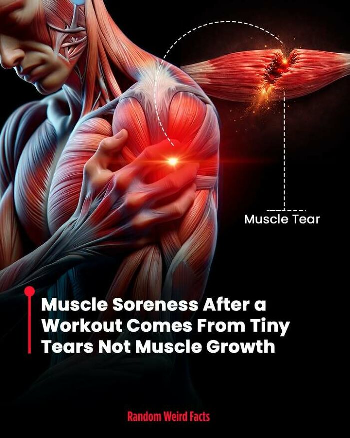 Human muscular system illustration showing a muscle tear causing soreness after a workout fact.