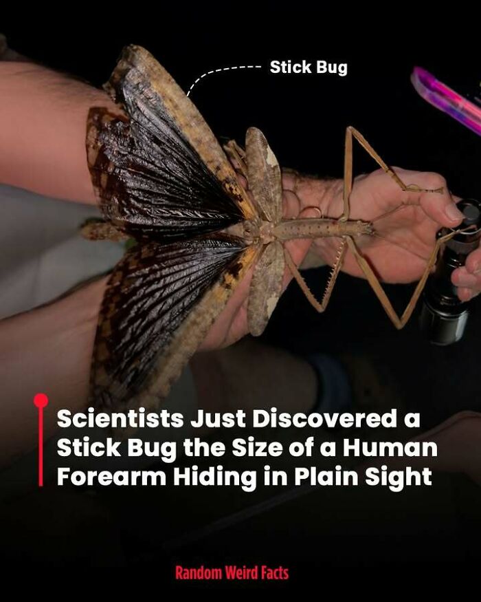 Stick bug the size of a human forearm held in hands, showcasing surprising facts that linger in your head for days.