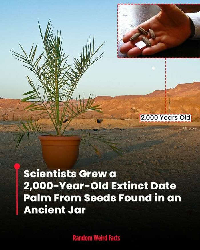 A 2,000-year-old extinct date palm grown from ancient seeds in a pot in a desert setting, illustrating unique facts.