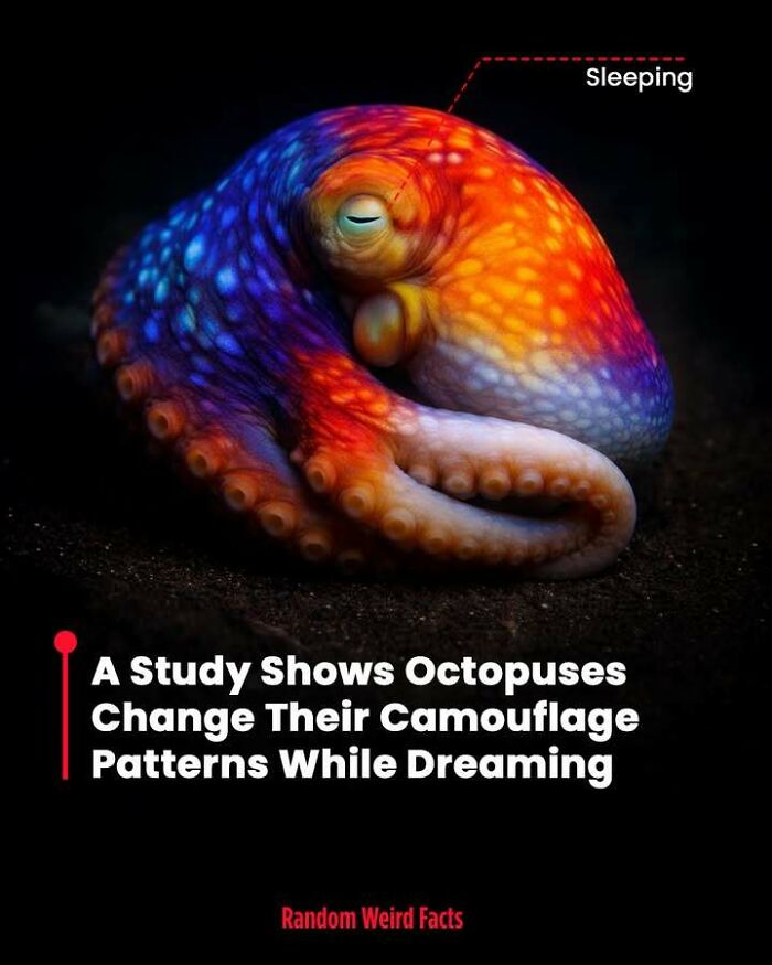 Colorful octopus sleeping with changing camouflage patterns illustrating intriguing facts that linger in your head for days.