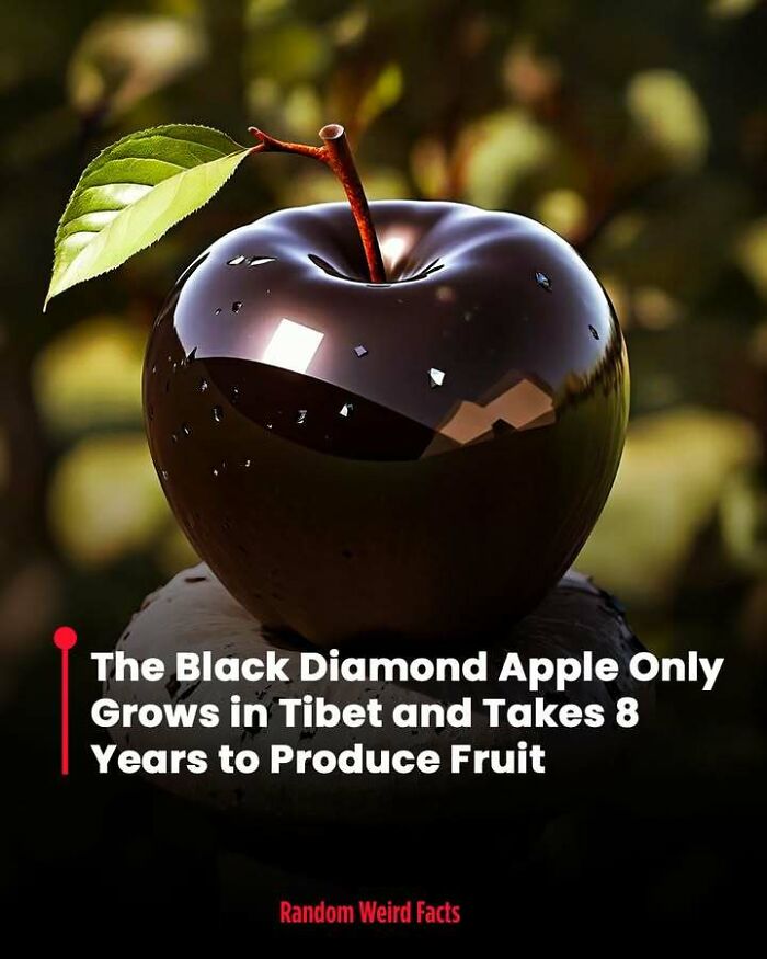 A glossy black diamond apple with a green leaf, representing interesting facts that linger in your head for days.