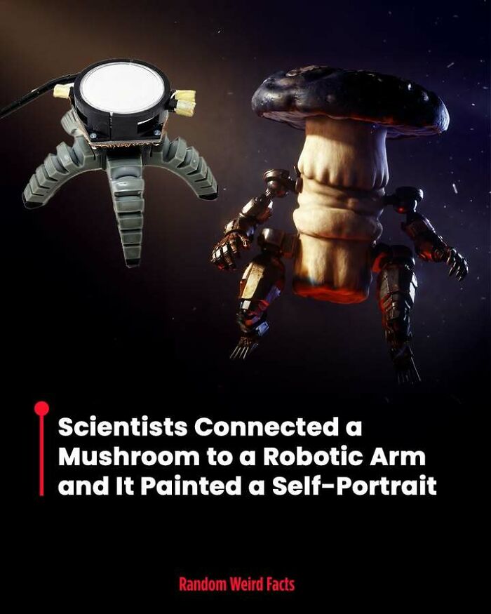 Mushroom connected to robotic arm, creating a self-portrait, showcasing unique facts that linger in your head for days.