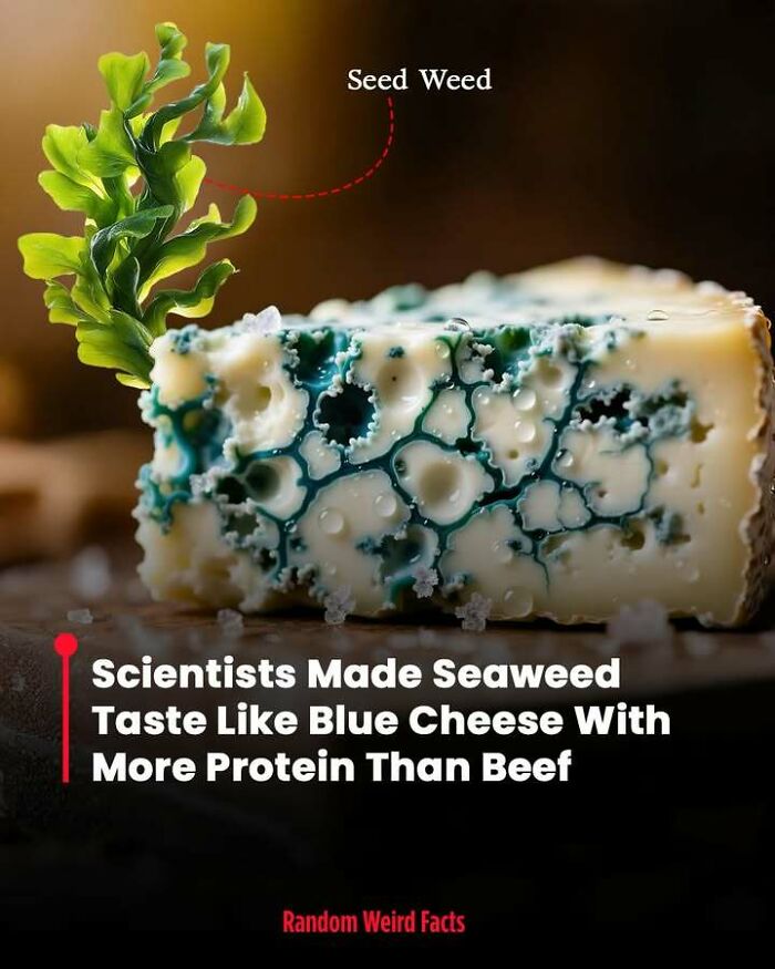 Close-up of blue cheese with added seaweed, highlighting an interesting fact about seaweed's taste and protein content.