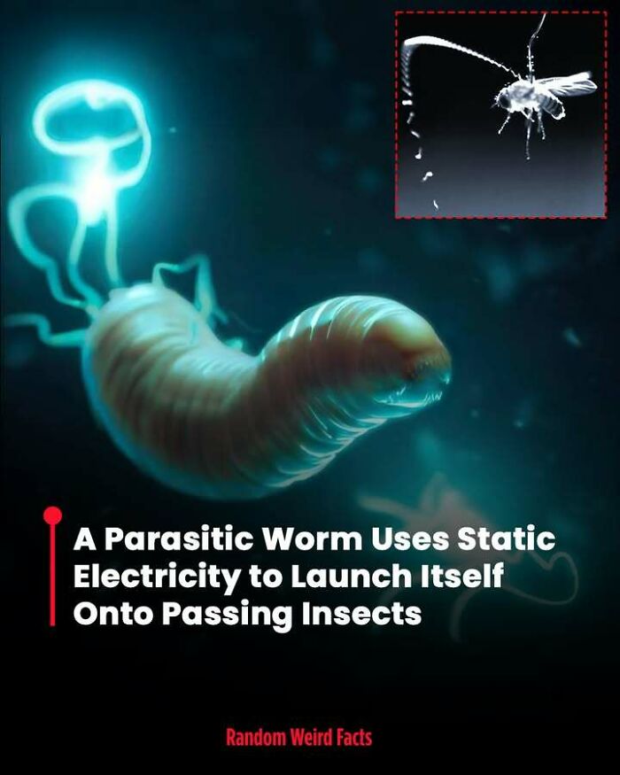 Parasitic worm using static electricity to launch onto insects, a fascinating fact that lingers in your head for days