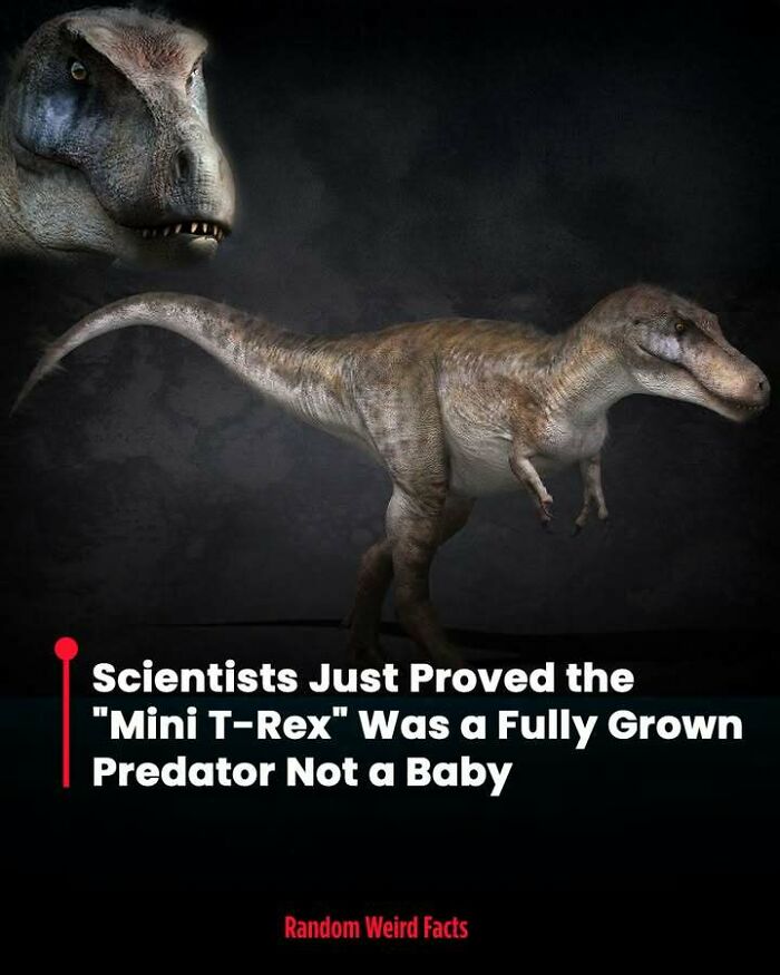 Mini T-Rex dinosaur shown as a fully grown predator with detailed features on a dark background for interesting facts.