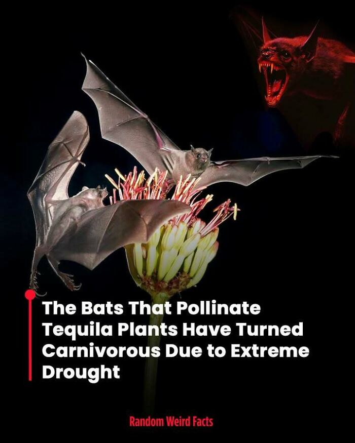 Bats pollinating tequila plants have turned carnivorous due to extreme drought in surprising animal behavior facts.