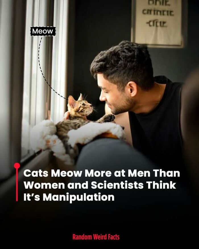 Man smiling at a cat on a window ledge with a fact about cats meowing more at men in this random weird facts image.