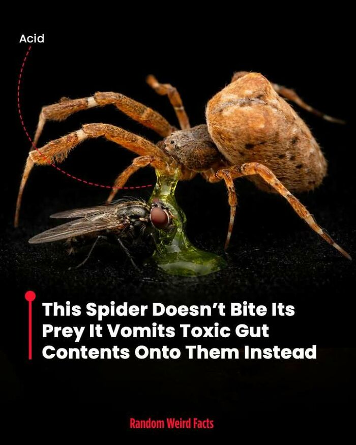 Spider vomiting toxic gut contents onto prey instead of biting, showcasing unusual animal facts that linger in your head.