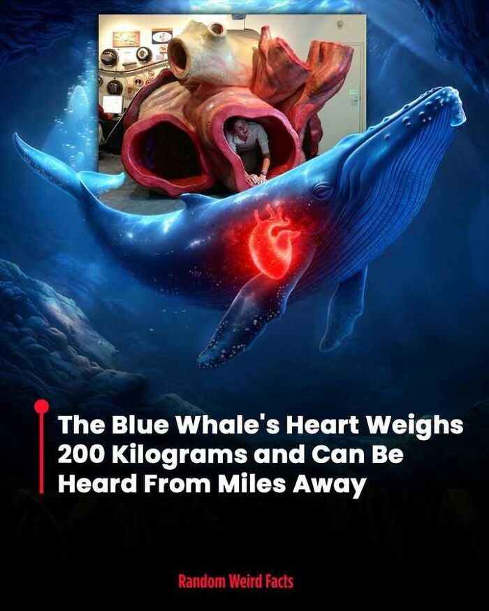 Blue whale illustration with a giant heart showing fact about its 200-kilogram heart heard from miles away.