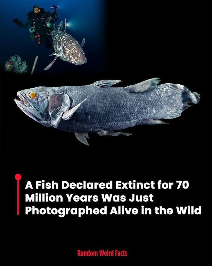 Rare fish thought extinct for 70 million years captured alive in deep sea, a fact that lingers in your head for days.