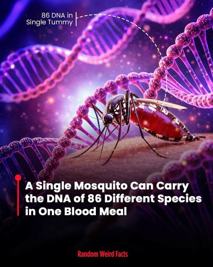 Close-up of a mosquito feeding amid DNA strands illustrating facts that linger about species DNA in blood meals.