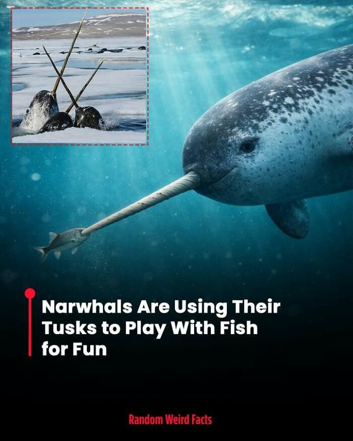 Narwhals using their tusks to play with fish underwater, a fascinating fact that lingers in your head for days.