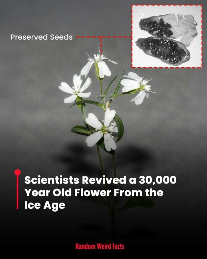 Alt text: Preserved seeds and a revived 30,000-year-old flower from the Ice Age showcasing fascinating facts that linger in your head.
