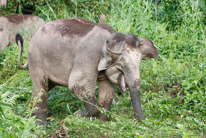 Young wild elephant standing among green plants in its natural habitat during daytime in the wild environment
