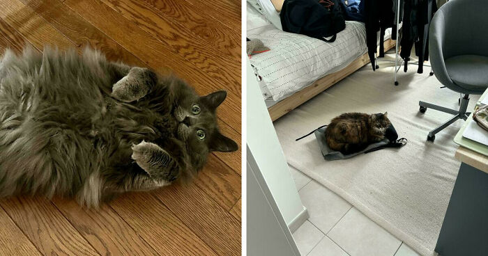 58 Hysterical Photos Of Cats Being So Weird They Might Instantly Fix Your Mood