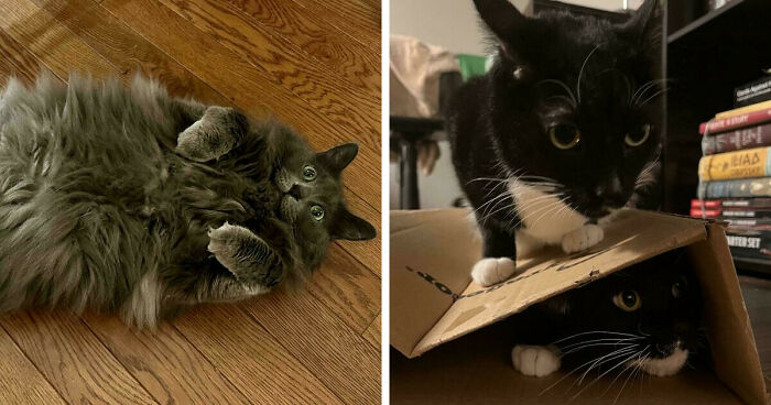 58 Hilarious Pictures Of Cats Being Existential, Sneaky, Or Straight-Up Unhinged