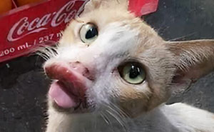 “Humor increíble”: 18 fotos que son más divertidas de lo que deberían ser