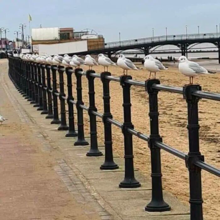 Row of seagulls perched in near-perfect alignment along a beach railing, evoking glitches in the matrix.
