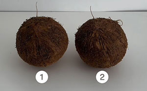 “Which One Is The Cake?”: See If Your Eyes Can Spot 35 Shockingly Real Objects