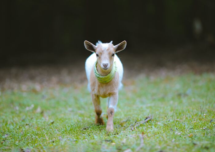 Young goat walking on grass at dusk, illustrating 3 AM chaos during the night shift work environment.