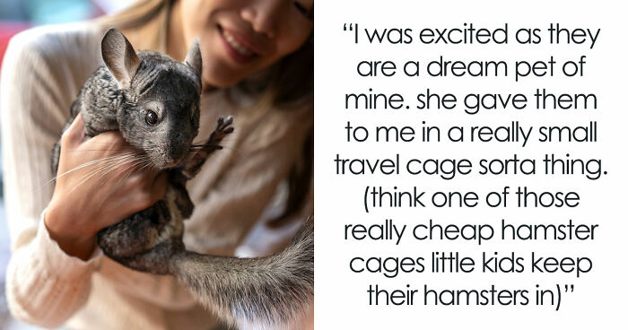 Teen Tries To Give Gifted Chinchillas A Proper Life, Mom Mad She Won’t Settle For The Bare Minimum