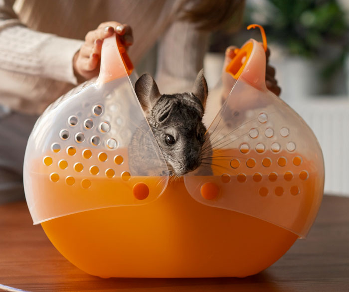 Teen caring for pet chinchillas, opening an orange and transparent plastic carrier in a cozy indoor setting.
